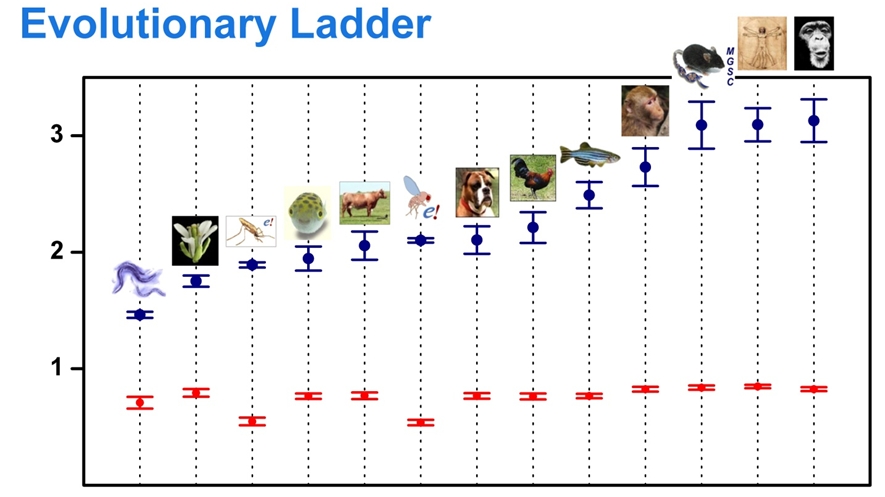 Evolutionary Ladder